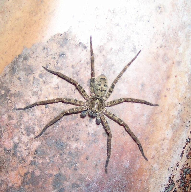 Heteropoda_cervina_D3312_Z_80_Oaklands Park_Australie.jpg